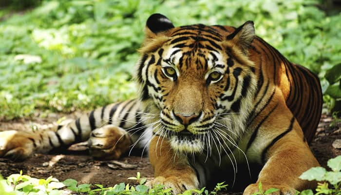 Deadly virus pushing tigers toward extinction