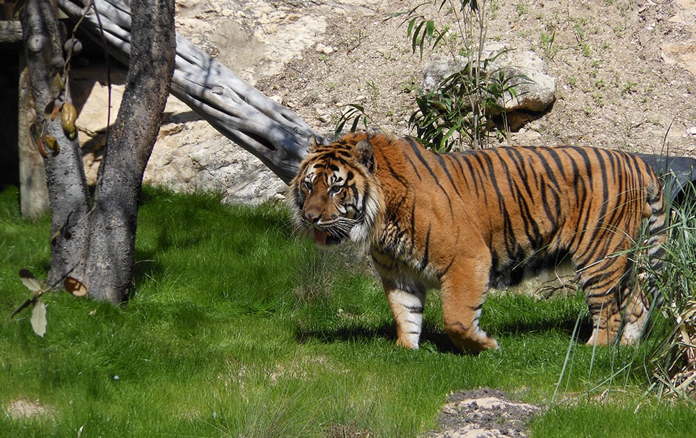 This undated handout photo provided by the San Antonio Zoo shows a male Sumatran tiger called Raguno, in San Antonio. Officials say the ailing 14-year-old tiger has died at the San Antonio Zoo.