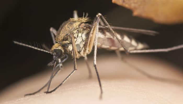 How mosquitoes acquired taste for human blood