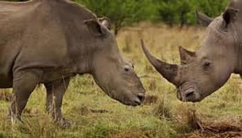 Poaching-weary S.Africa mulls legalising rhino horn trade