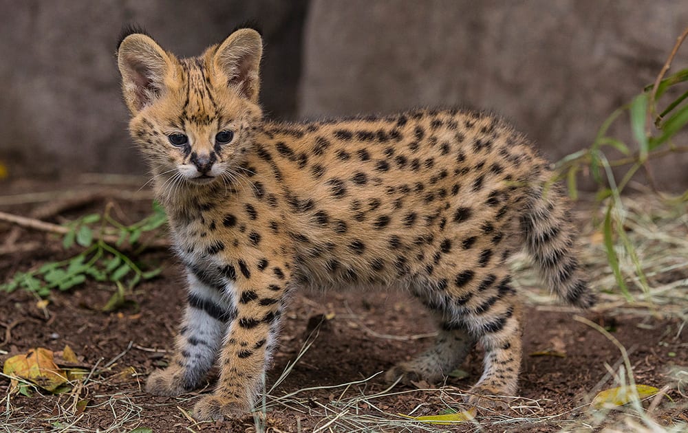 A five-week-old African serval kitten examines his surrounds after animal care staff performed a weight check on the cat, at the San Diego Zoo.