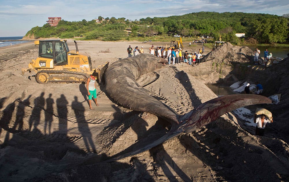 Residents and tourists watch as workers prepare a grave for the burial of a whale carcass on Popoyo beach, in Tola, Nicaragua.