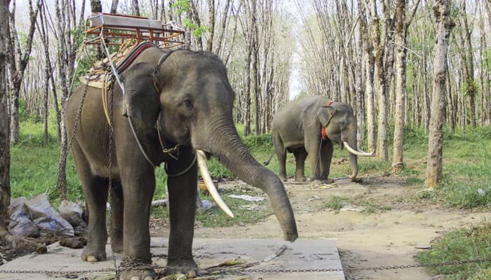 Elephants to get old-age home in Kerala