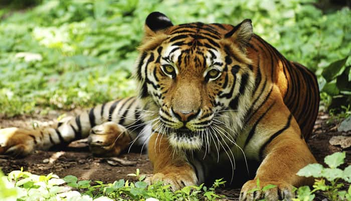 Scat samples can now reveal more about tigers