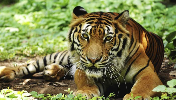 Indian wildlife managers use &#039;camera trap images&#039; to identify conflict-prone tigers