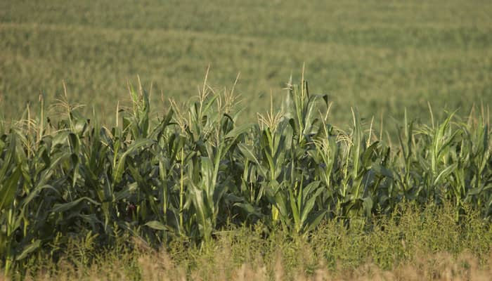 More crop yields adding more CO2 to atmosphere