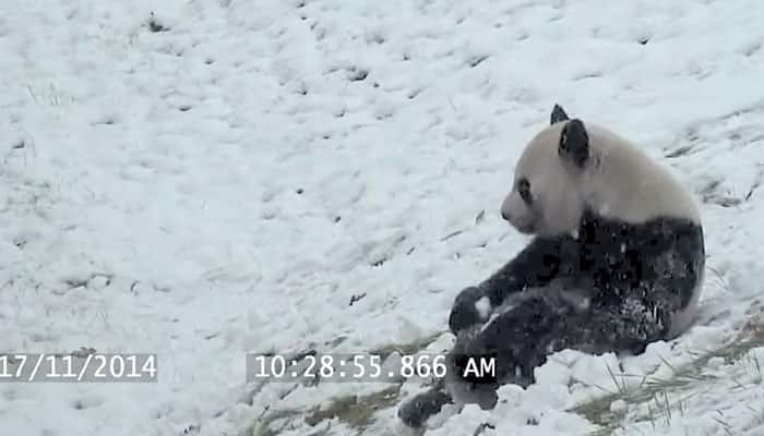 Watch: Cute video of Giant Panda playing in the snow