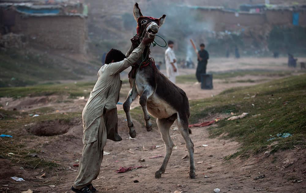 A Pakistani boy who is displaced with his family from tribal area of Bajur where security forces are fighting against militants, plays with his donkey in Islamabad's slums.