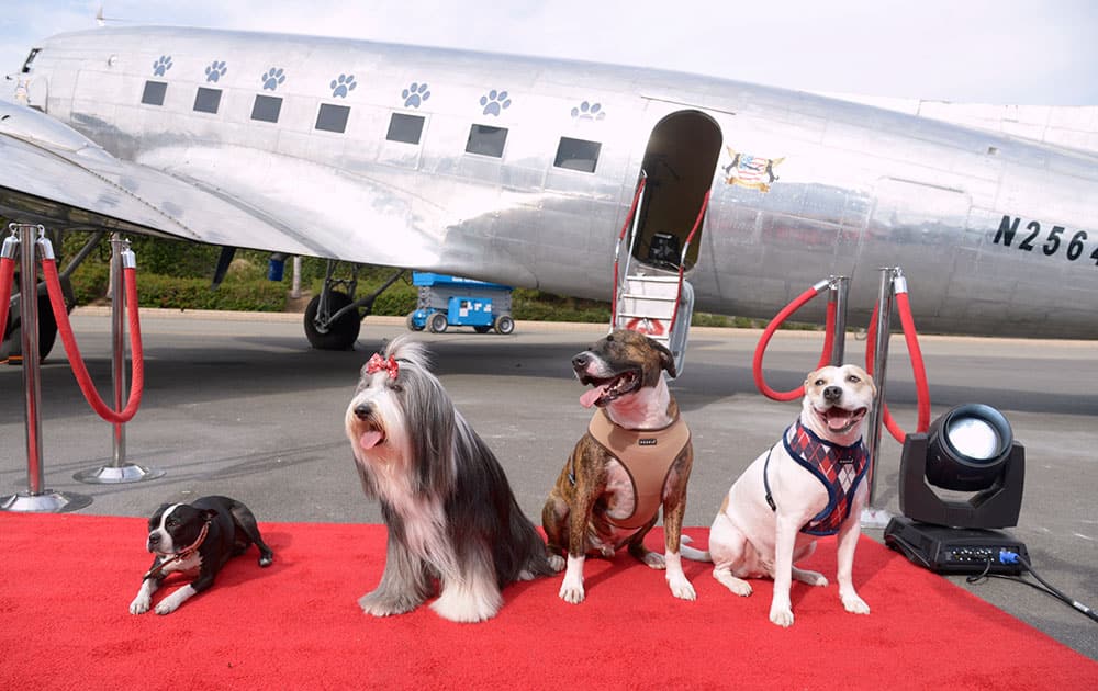 Dogs roll out the red carpet for Fox's 'Cause for Paws: an All-Star Dog Spectacular', in Santa Monica.