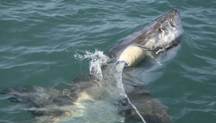 Second great white shark found at Australia`s Bondi