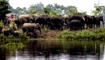 Proposal to document Kaziranga Park&#039;s biodiversity