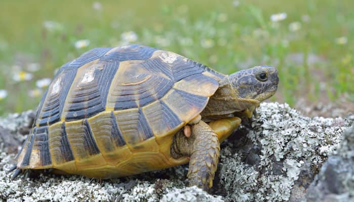 New &#039;Tree of life&#039; puts turtles next to dinosaurs