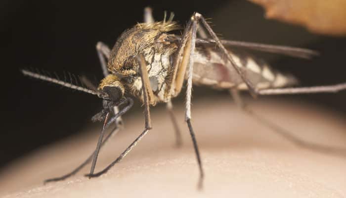 New anti-malaria compound causes mosquito parasite&#039;s gut to explode