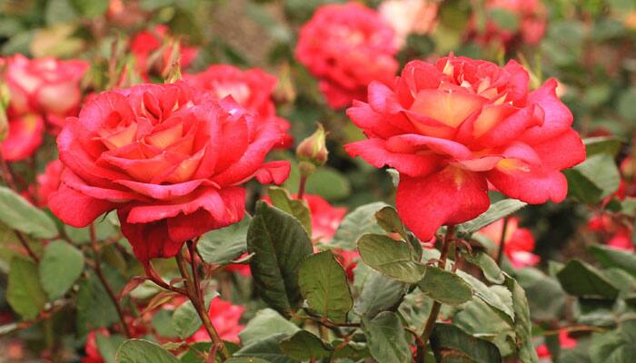 Research on drought resistant, coloured roses underway