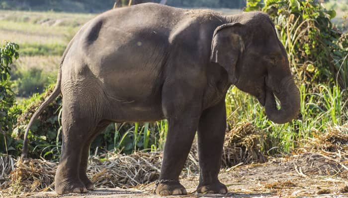 &#039;Pesticides pose threat to wildlife in Kerala elephant corridor&#039;