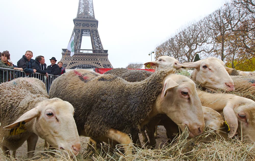 Sheep are seen during a protest in front of the Eiffel Tower in Paris, France. Shepherds from France demonstrated Thursday against the French policy that protects wolves that they say attack their herds.
