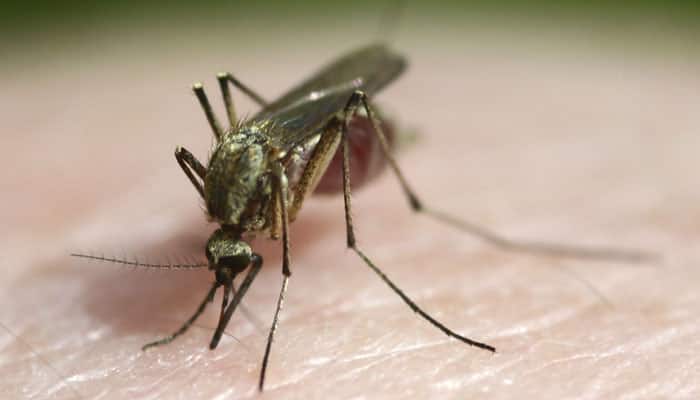 Not all mosquitoes can transmit malaria