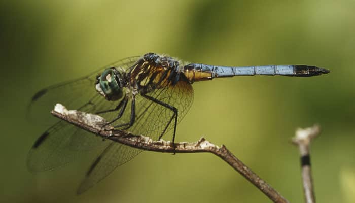 Secret behind Dragonflies&#039; dizzying zig-zag flight revealed