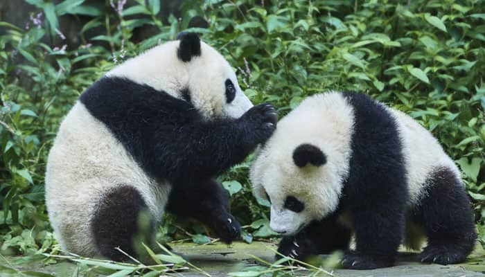 Pandas more resilient, flexible than thought