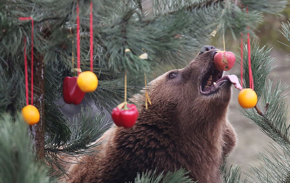 A Kamchatka brown bear tries to reach an apple on a Christmas tree decorated with fruit and vegetables in the enclosure at the Hagenbeck zoo in Hamburg, northern Germany.