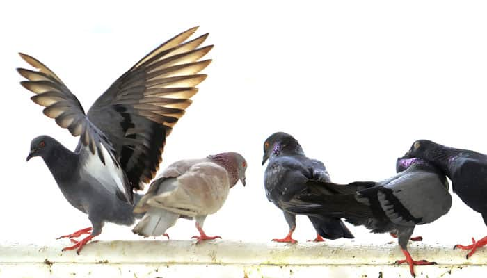 Birds conform to local &#039;traditions&#039;