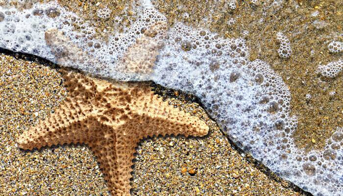 Virus probably behind deaths of millions of starfish