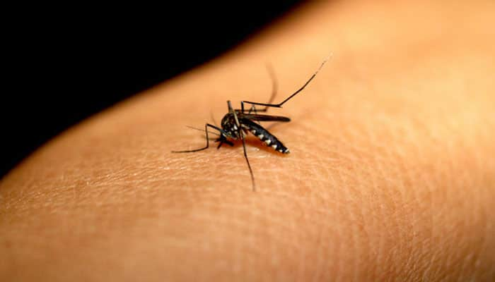 Now, nanomimics to fight against malaria parasites    