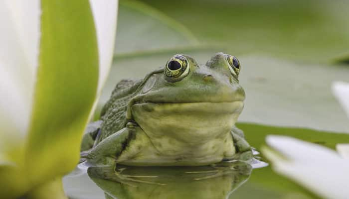 Indian scientists discover 9 new species of `thumbnail size frogs` in Western Ghats