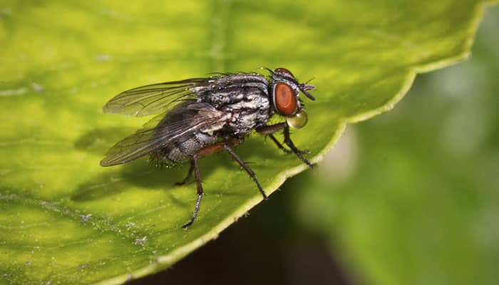 Toxic Nectar Affects Behaviour Of Insect Pollinators 