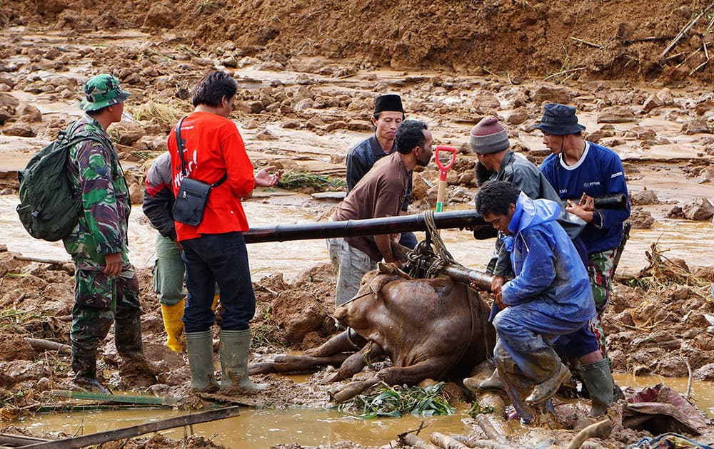 Rescuers help to evacuate a cow after a village was swept away by landslides in Jemblung, Central Java, Indonesia.