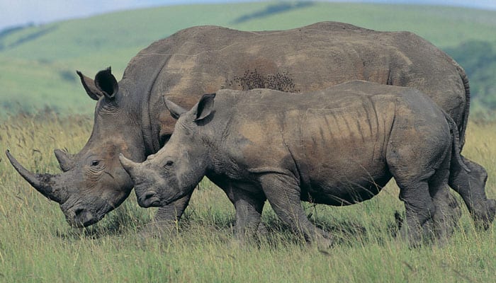 One-horned rhino dies of anthrax in Tripura