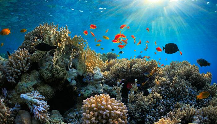 SAARC scientists to review climate change impact on coral reef