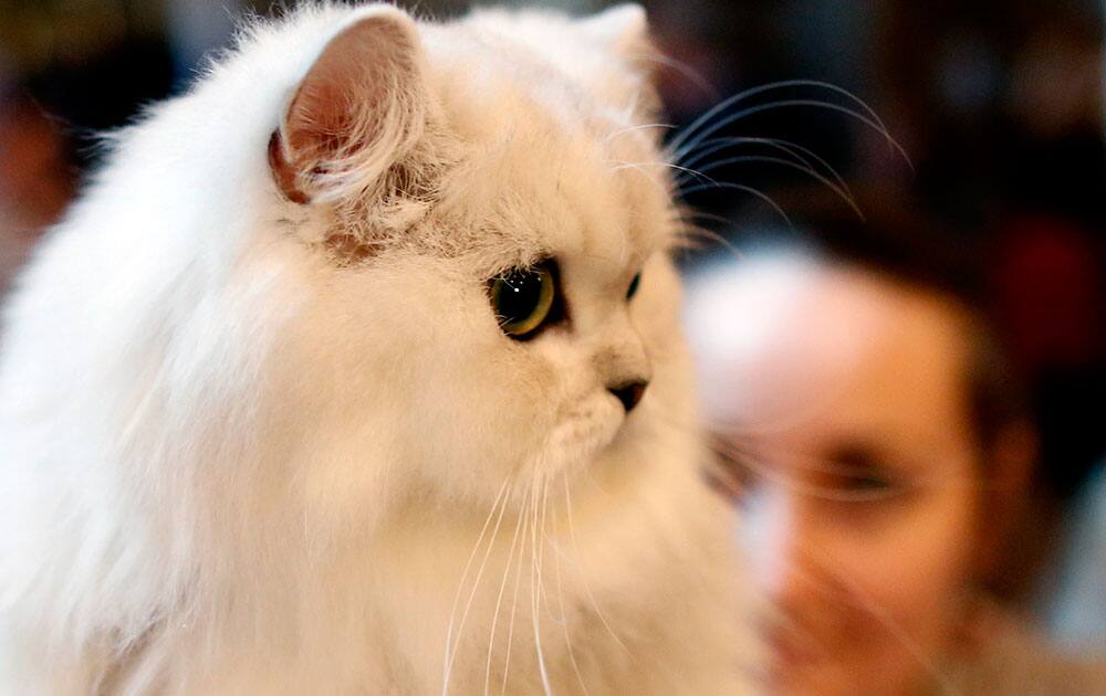 An owner prepares a cat for an international cats competition in Belgrade, Serbia. Up to 100 cats mainly from countries in central and eastern Europe entered the competition.
