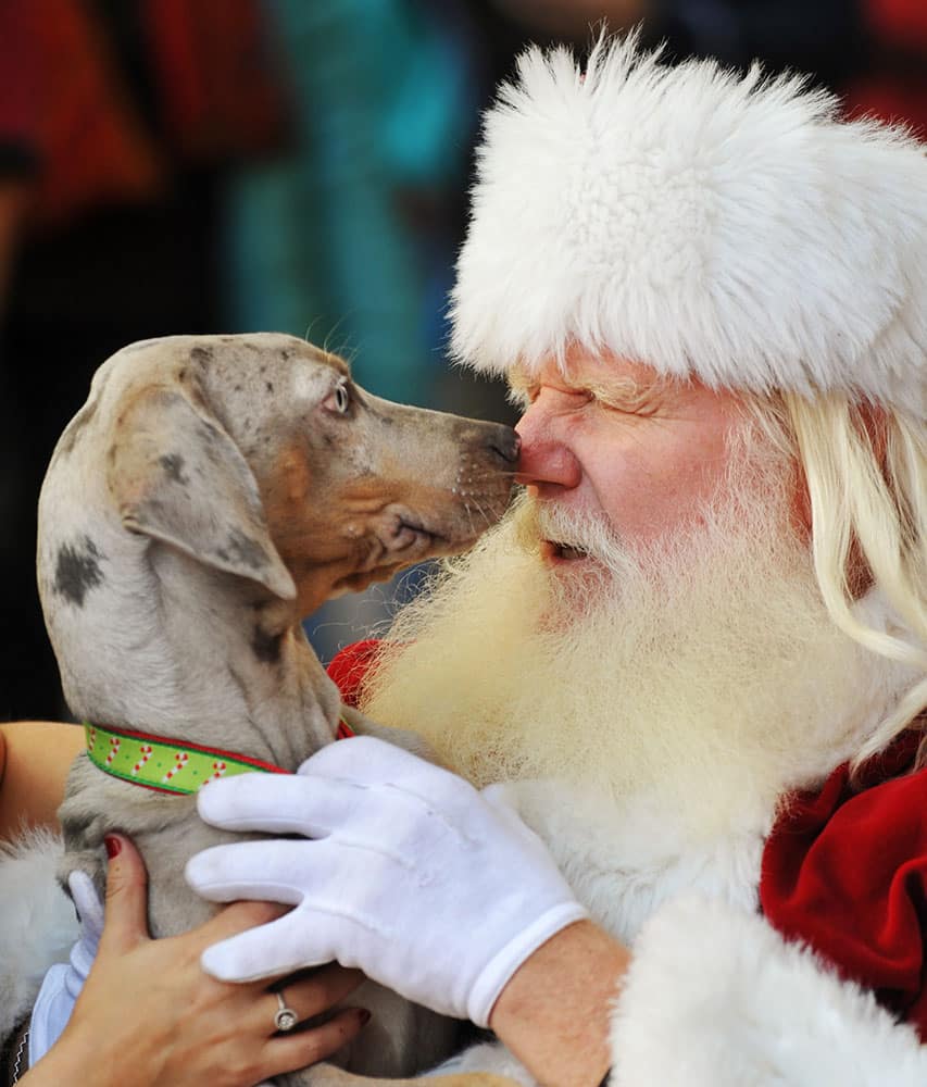 Santa Claus gets a nose rub from Huey, a Catahoula puppy during the Yappy Hour Christmas