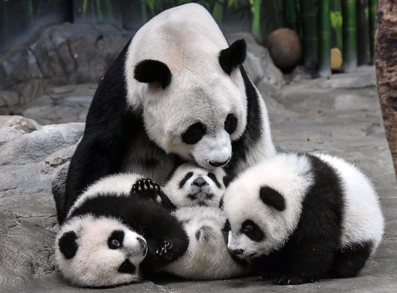 panda mother Ju Xiao plays with her triplet cubs in the Chimelong Wildlife Park in Guangzhou in south China's Guangdong province. The cubs, born on July 29, are the fourth panda triplets recorded in history and the only living triplets now in the world.