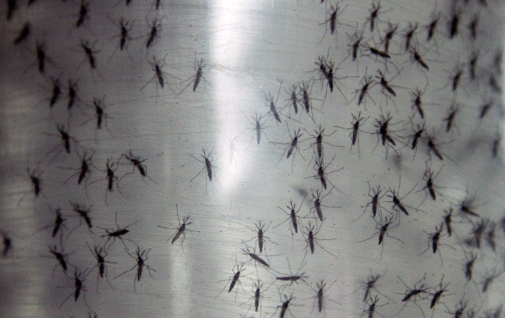 In this Sept. 25, 2014 file photo, containers hold genetically modified aedes aegypti mosquitoes before being released in Panama City. 