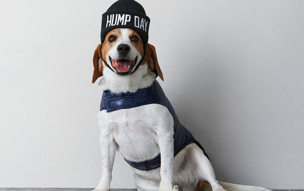 This photo provided by American Eagle Outfitters shows a beagle wearing an American Beagle Outfitters beanie and a puffer vest. For some pet owners, clothing plays into a luxury lifestyle. For others, it's a way to match man's best friend; and sometimes it's simply about keeping animals warm this winter.