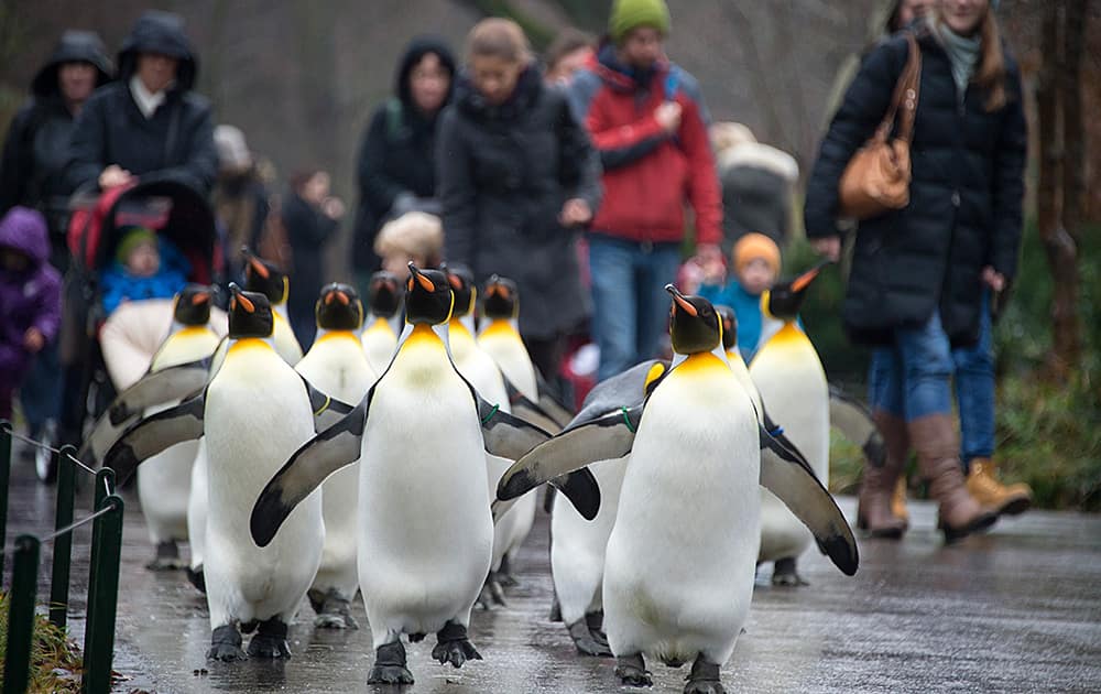 Visitors follow king penguins (aptenodytes patagonicus) as they march through the Zoo in Basel, Switzerland. The king penguins are only let outdoors for a walk in the winter, because they naturally require low temperatures. 