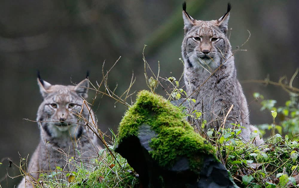 Two lynxes are pictured in a wildlife park in Hanau, Germany. Scientists studying populations of bears, wolves, Eurasian lynx and wolverines found they have flourished on the continent, decades after being driven almost to extinction by hunting and the destruction of their habitat.