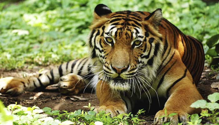 Tigers found dead in reserve area in Tamil Nadu