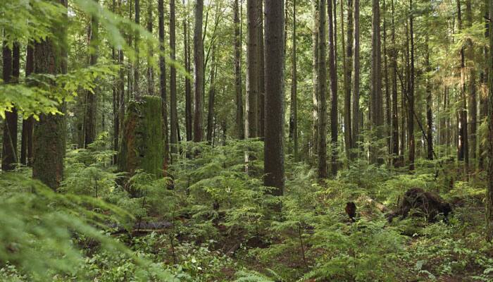 Forests at greater risk due to climate change than previously believed