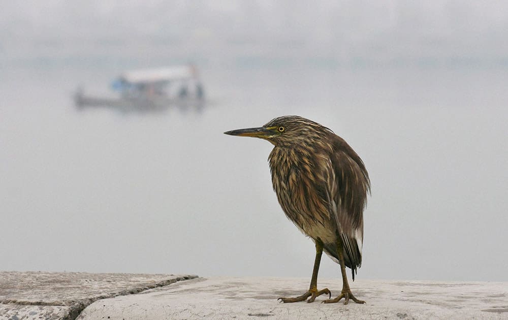 A bird waits for its prey on the banks of dal lake on the first day of Chillai-Kalan (a 40 day harshest period of Winter), in Srinagar.