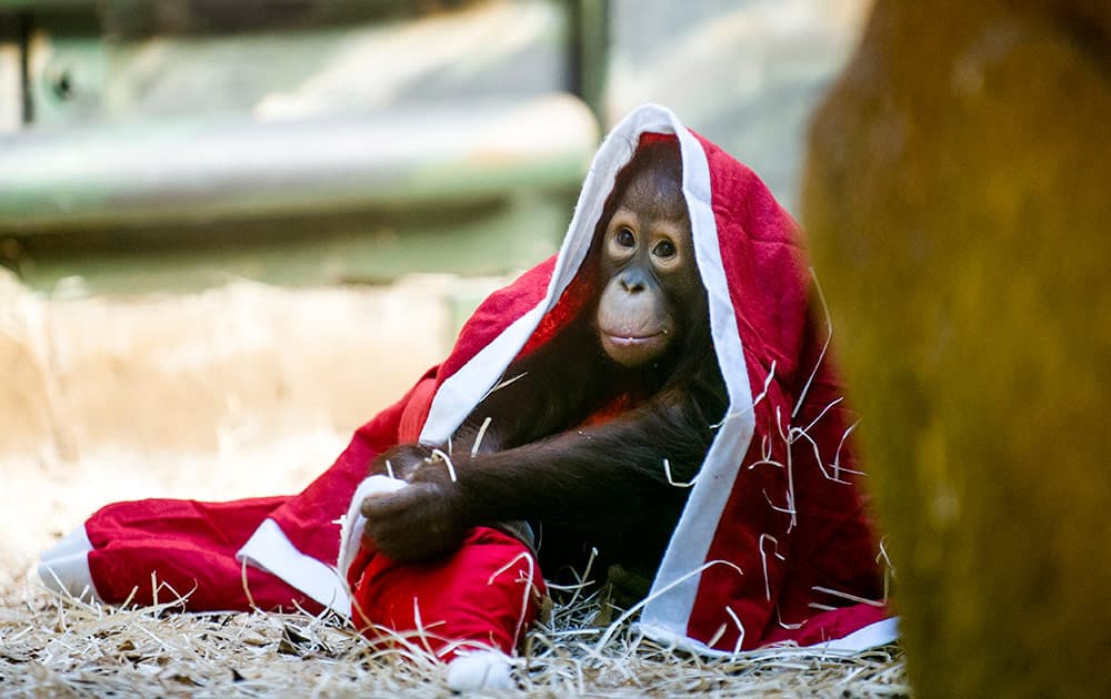 A baby orangutan plays with a Christmas costume at the zoo in Dvur Kralove nad Labem, 146 kilometers east of Prague, Czech Republic.