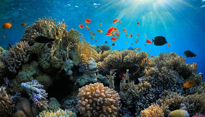 Marine debris damaging coral reefs: NIO scientist | Science ...