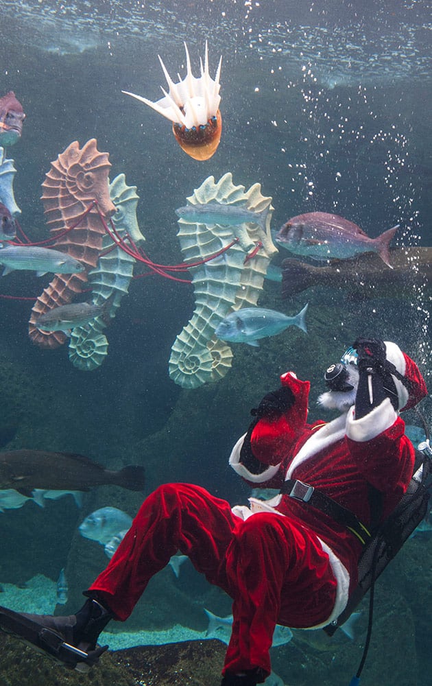 A diver dressed as Santa Claus watches a robotic octopus made of flexible silicone by Greek engineers, as it performs for the visitors at the Creta Aquarium in the town of Hersonissos, on the Greek island of Crete, Monday.