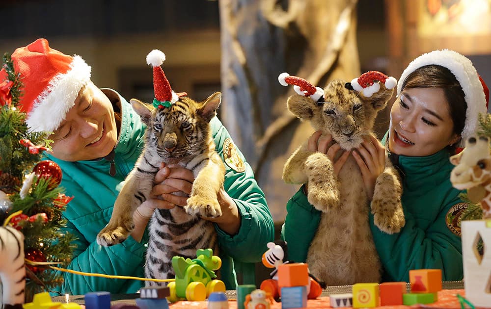 A lion cub named Dominjun and a tiger cub named Jangbori wearing Santa Claus caps are held by amusement park employees during an event to celebrate Christmas at the Everland amusement park in Yongin, South Korea.