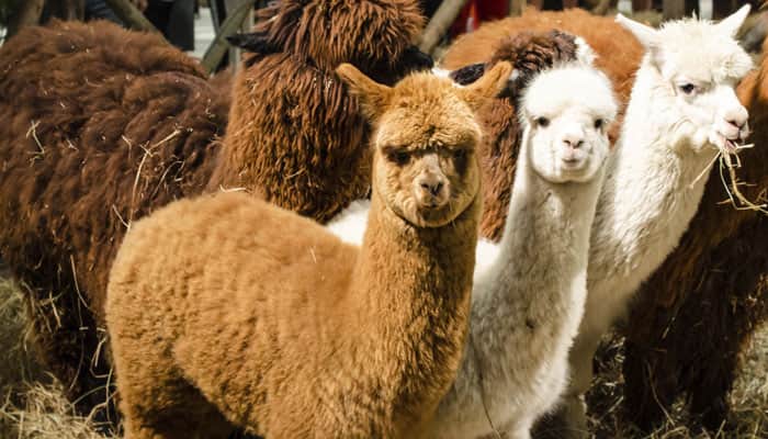 Antibodies of llamas can counteract HIV: Experts
