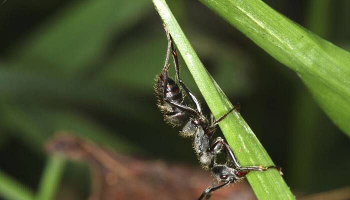 Ants that conquered the world