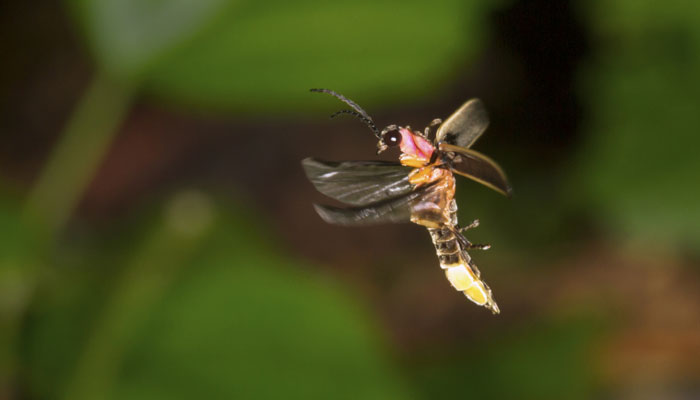 Scientists find how fireflies get their glow