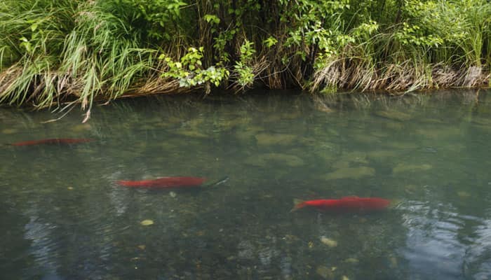 Pollution threatens Western Ghats&#039; freshwater ecosystems: Study